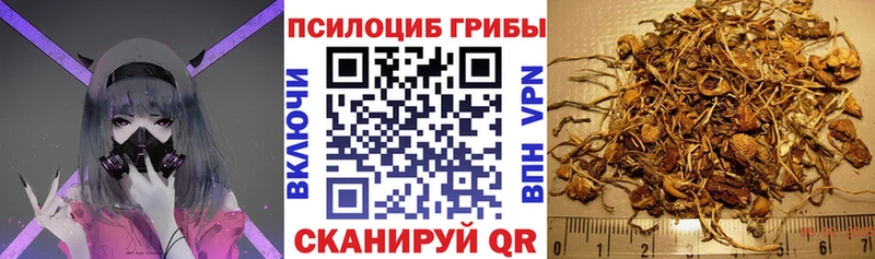 ссылка на мегу вход  продажа наркотиков  Горячий Ключ  Псилоцибиновые грибы Psilocybe 